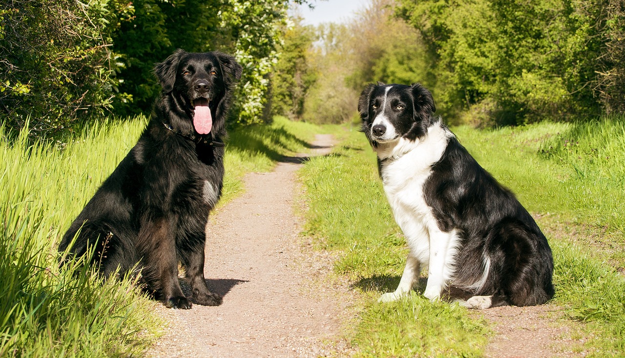 Tips for Training Your Dog to Play Hide and Seek